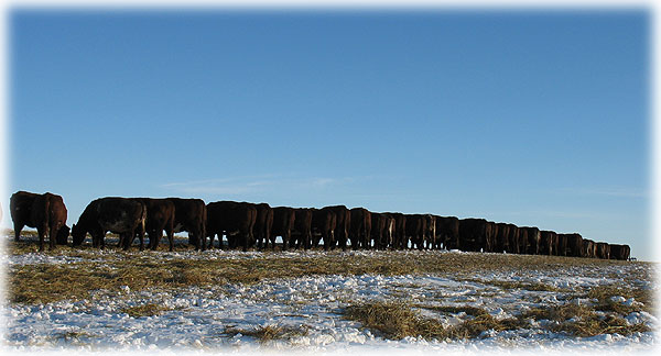 Cows swath grazing at Benders